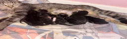 Mixed Breed cats for sale: Litter of 7 kittens  - Advert 11