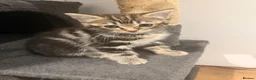 Mixed Breed cats for sale: Kitten  - Advert 3