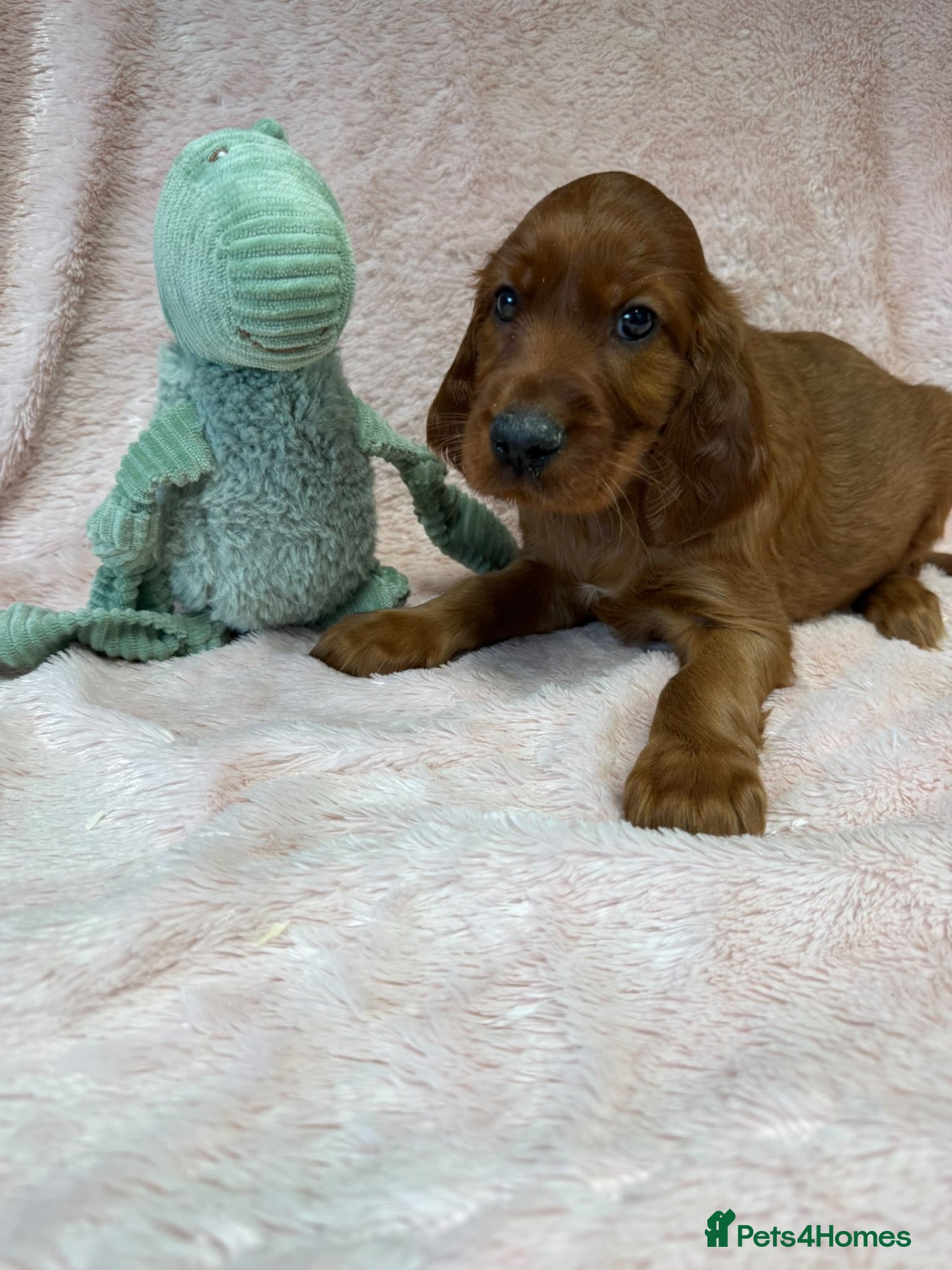 Irish Setter dogs Gorgeous Irish Setter Pups - 1 Boys available KC - Advert 2