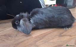 Lionhead rabbits for sale: Male lionhead for sale - Image 1