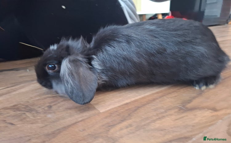 Lionhead rabbits - Advert 1
