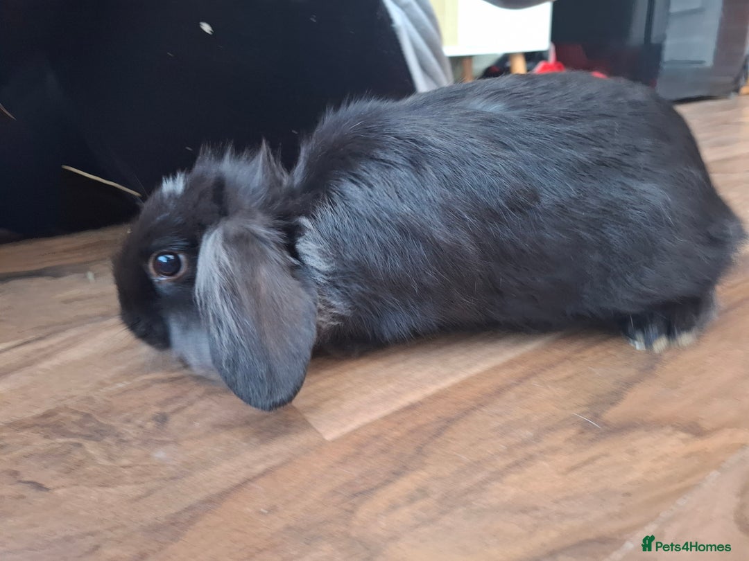 Lionhead rabbits for sale: Male lionhead for sale - Image 1