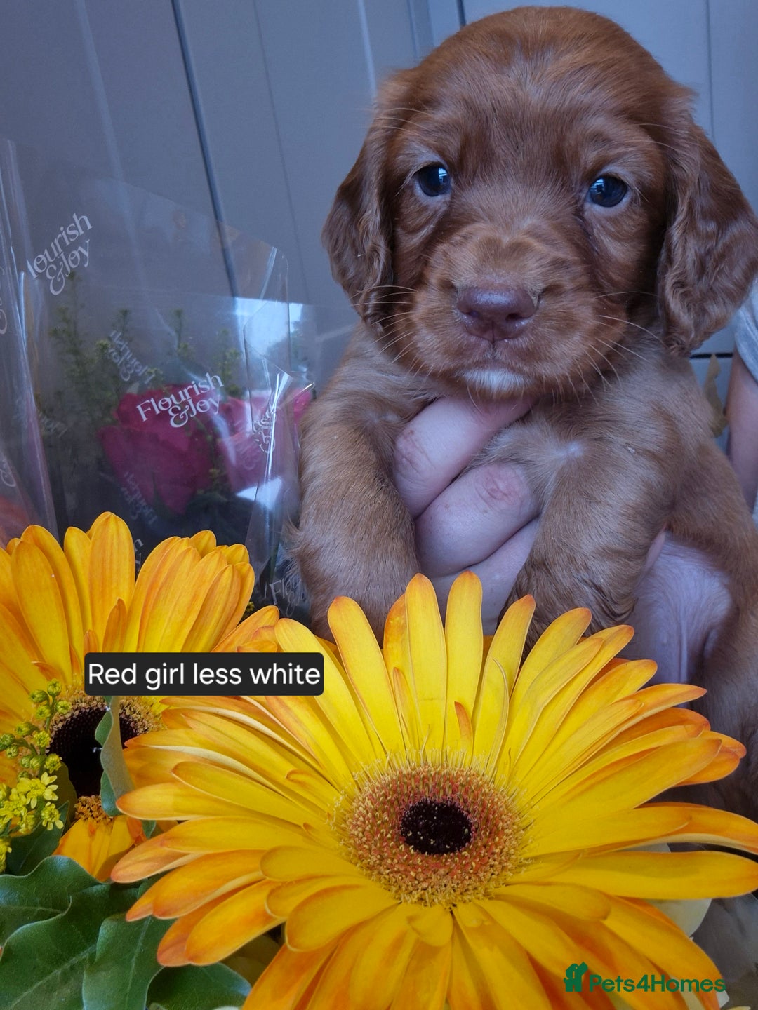 Cocker Spaniel dogs for sale: Kc registered beautiful cockers - Image 4