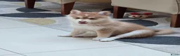 Pomsky dogs for sale: Stunning Red Boy  - Advert 13