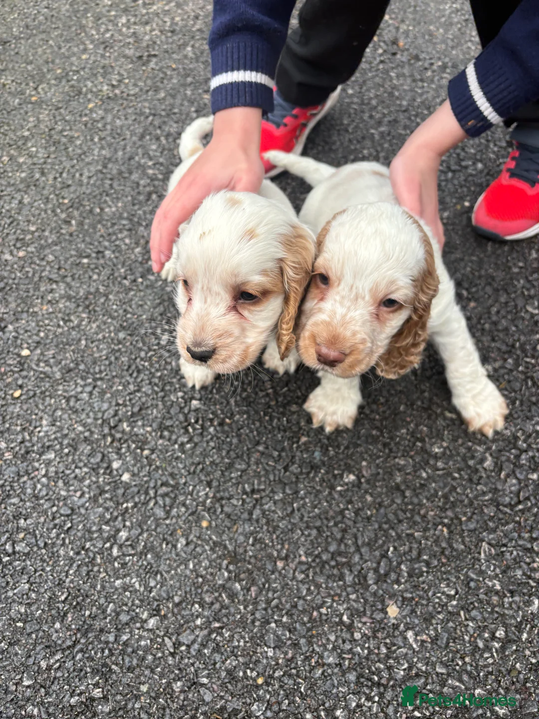Cocker Spaniel dogs for sale: Cocker spaniels show type - Advert 2