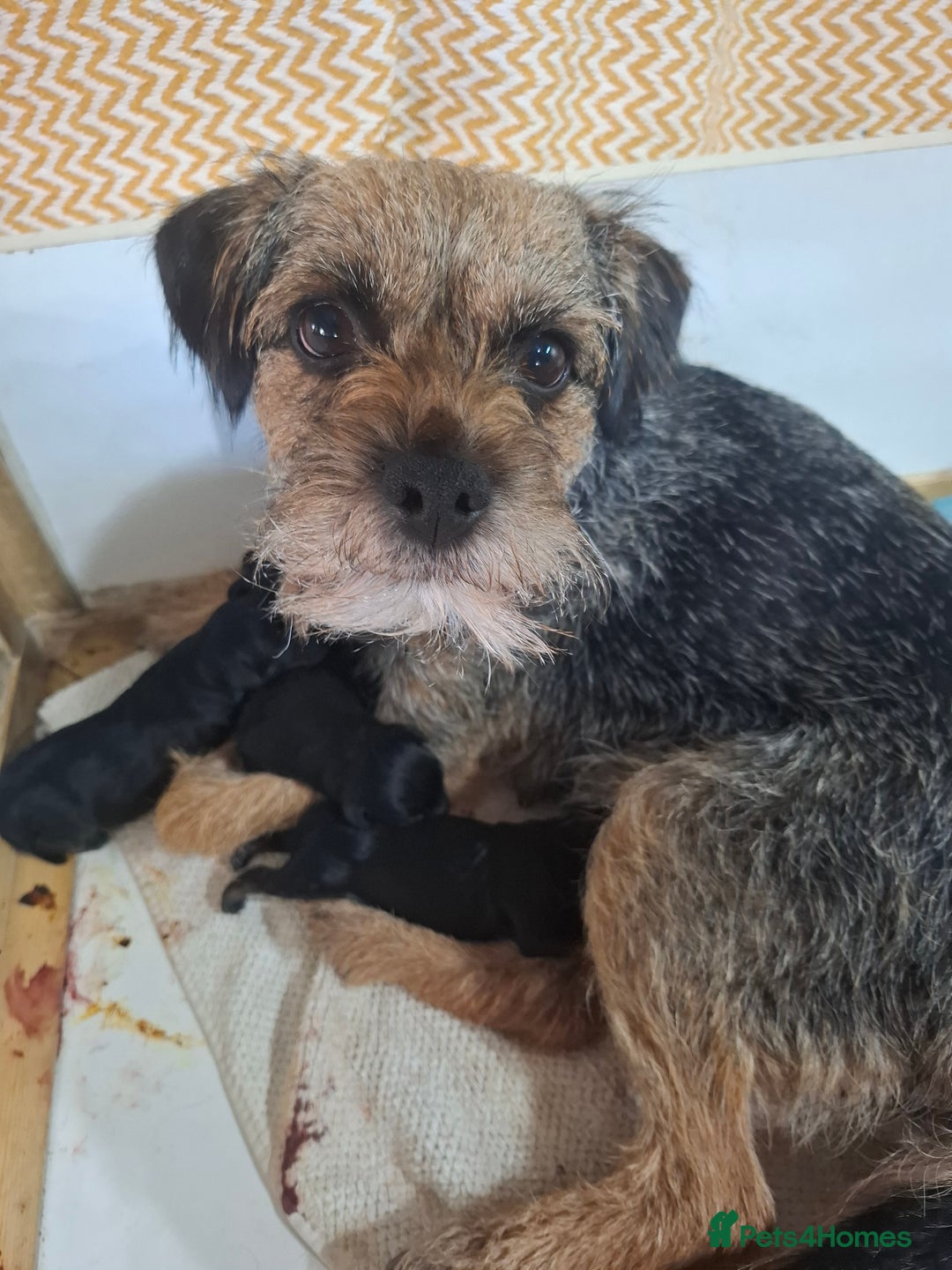 Border Terrier dogs for sale: Border Terrier KC registered 3x dogs for sale - Image 5