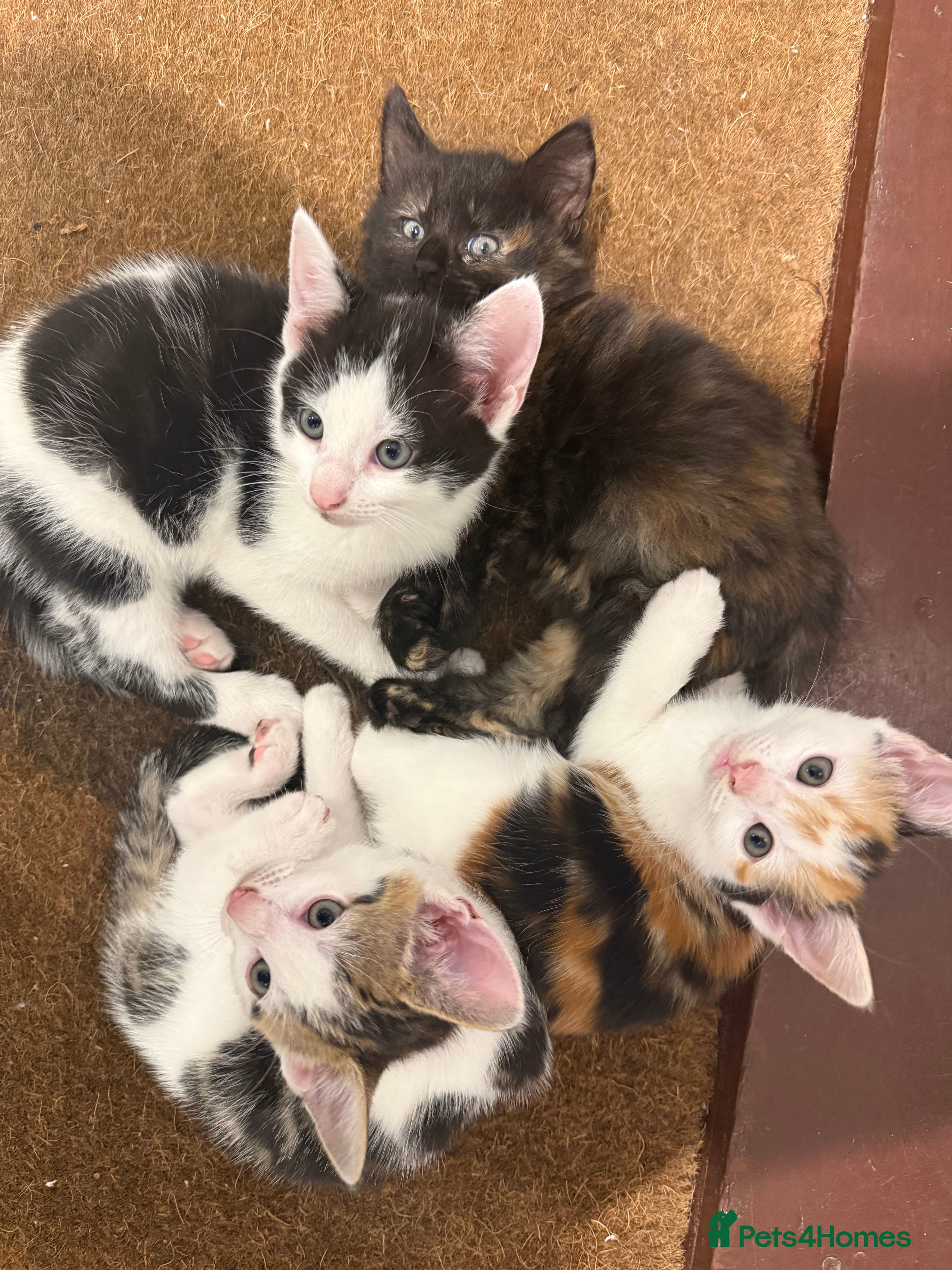 Mixed Breed cats Adorable Kittens Available to a Loving Home - Advert 1