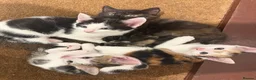 Mixed Breed cats for sale: Adorable Kittens Available to a Loving Home - Advert 13