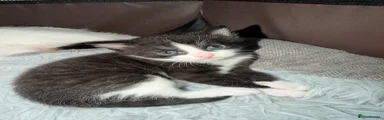 Tuxedo kitten