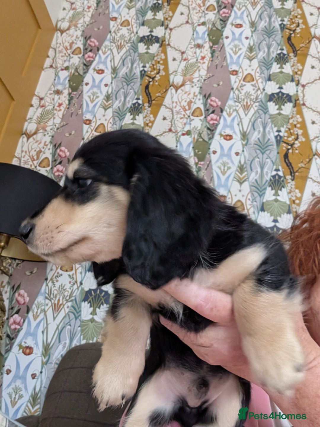 Miniature Dachshund dogs for sale: KC Black and Cream  ready now - Image 19