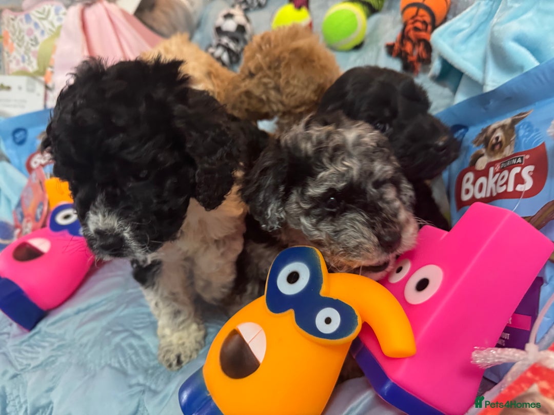 Cockapoo dogs for sale: Cockapoo puppies  - Advert 12