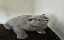 British Shorthair cats for sale: LAST ONE Teddy Bristish Short kittens - Image 2