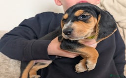 Mixed Breed dogs for sale: 1 boy and 3 girls bocker beagle cross spaniel  - Image 2