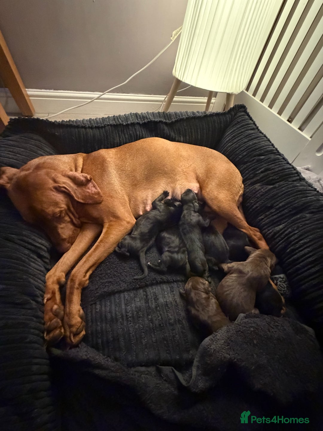 Mixed Breed dogs for sale: Vizmaraner puppies  - Advert 4