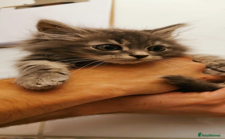 Siberian cats - Advert 8