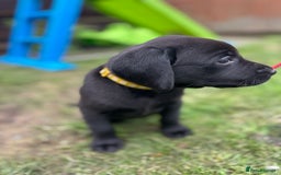 Labrador Retriever dogs for sale: KC registered Labrador retrievers for sale  - Image 15