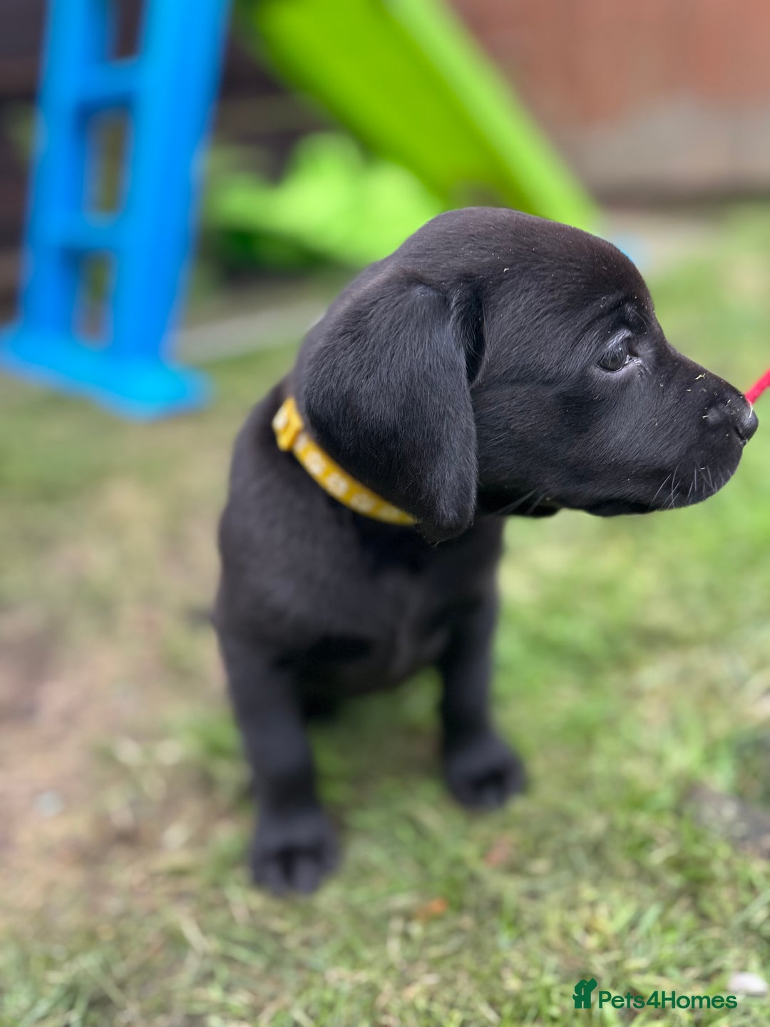 Labrador Retriever dogs for sale: KC registered Labrador retrievers for sale  - Image 15