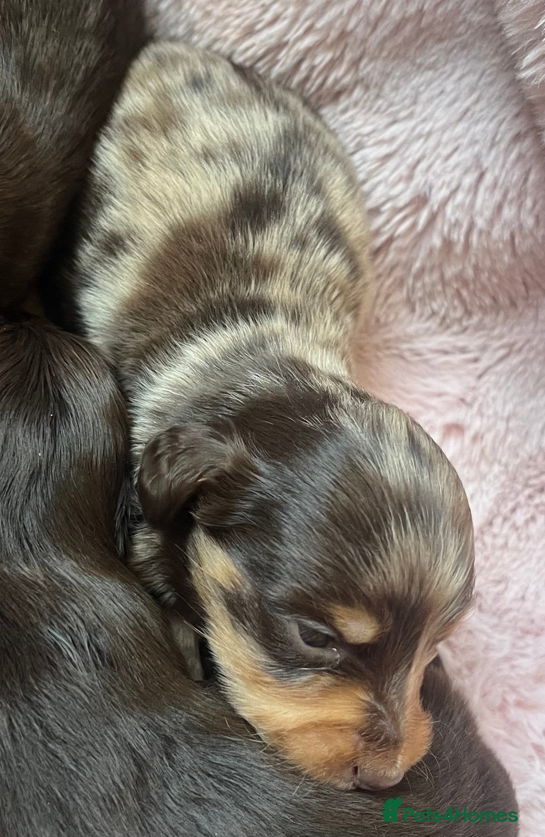 Miniature Dachshund dogs for sale: Long hair tiny kc reg dachshund babies  - Advert 13