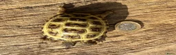Tortoise reptiles for sale: Baby Horsefield tortoise  in Barnsley - Advert 6