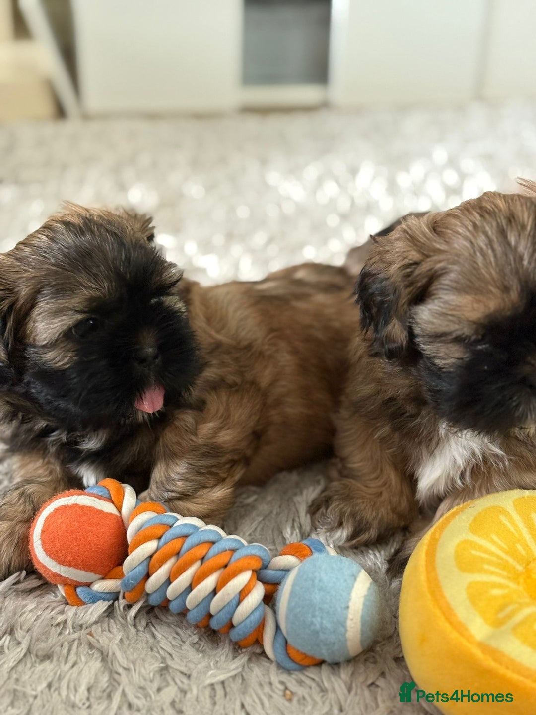 Shih Tzu dogs for sale: Shih Tzu Puppies Litter of 3 - Image 1