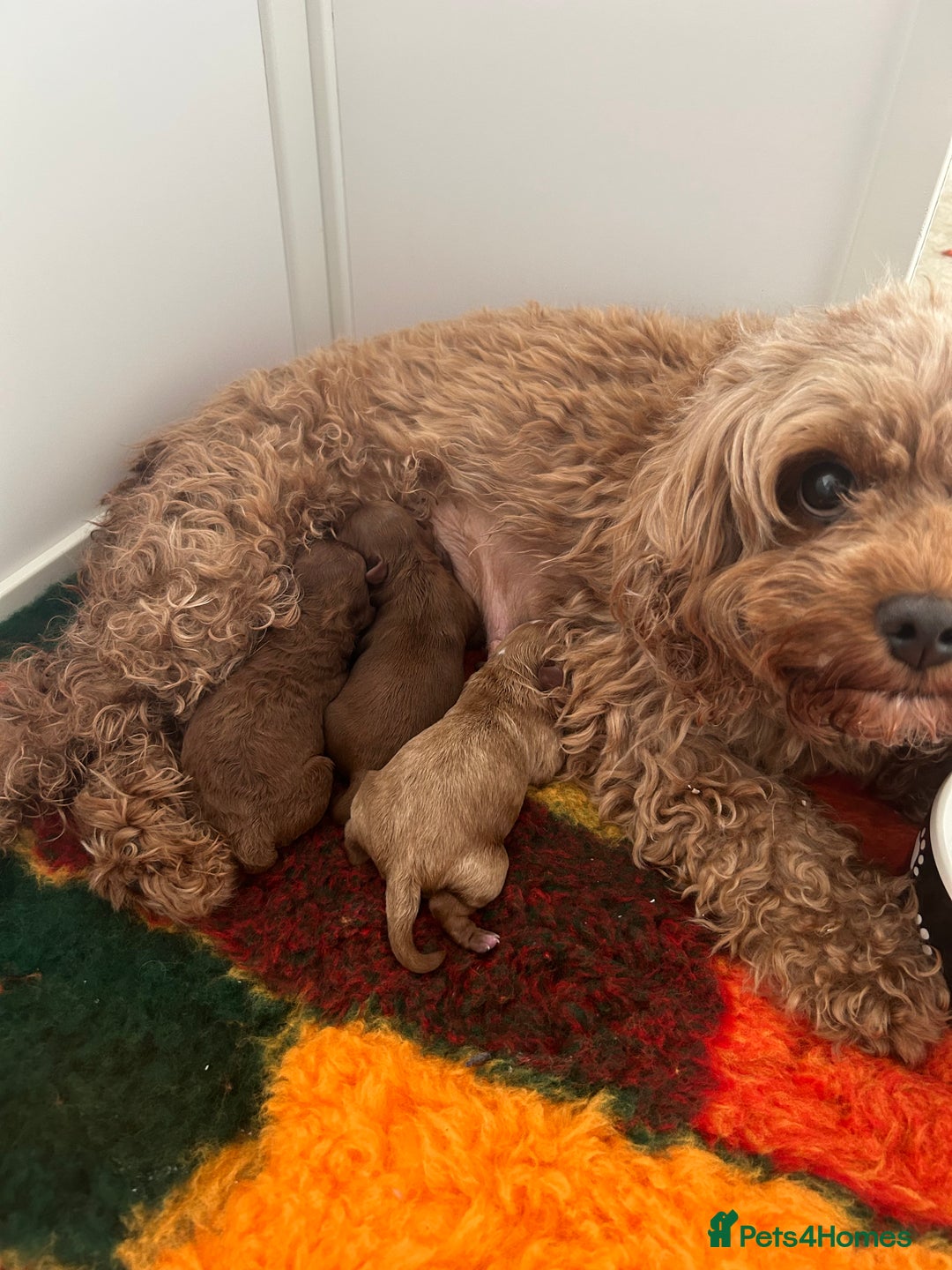 Cavapoo dogs for sale: 💫 TOY CAVAPOO PUPPYS HEALTH TESTED 💫  - Image 3