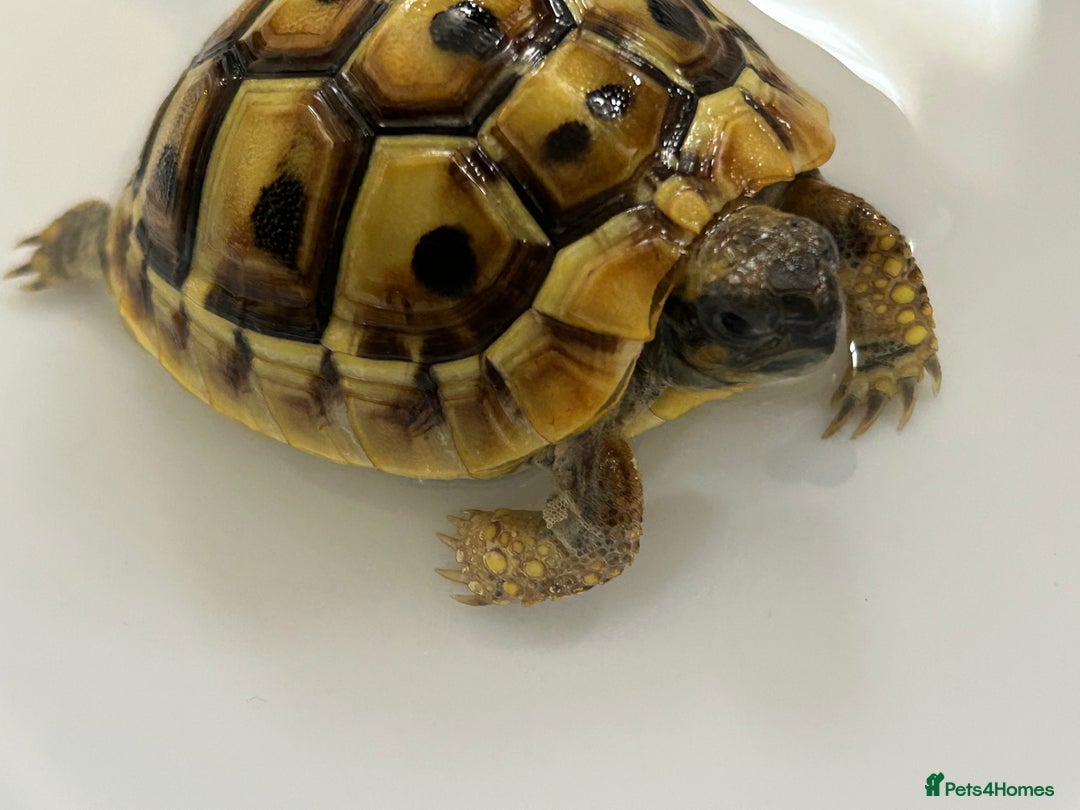 Tortoise reptiles for sale: Hermann Tortoise for sale  - Image 3
