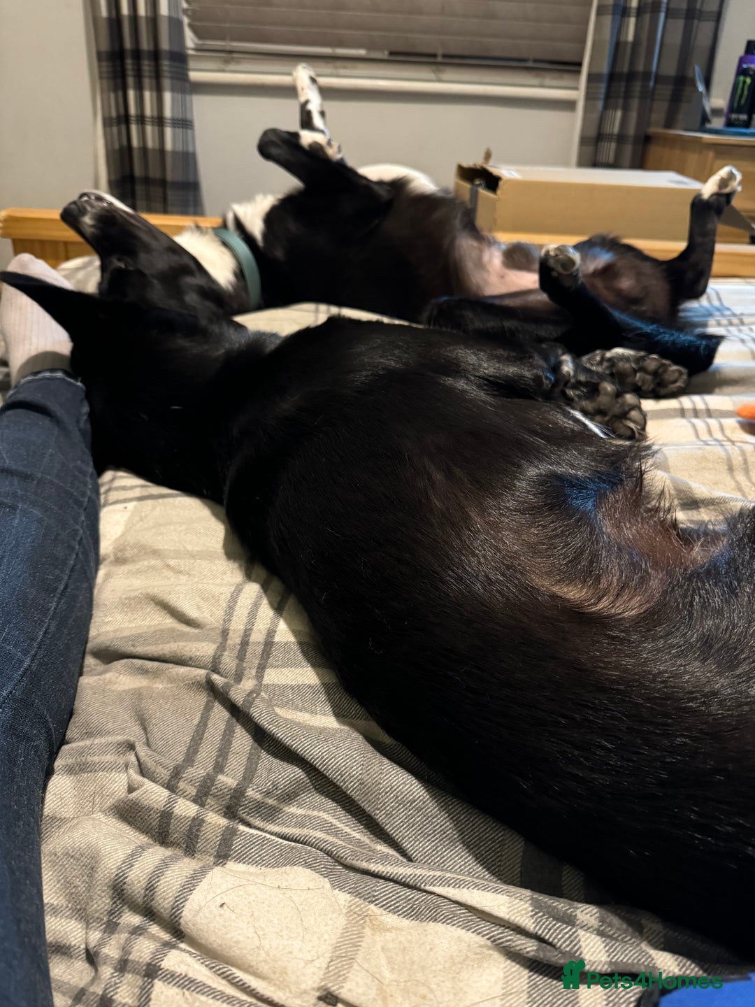 Mixed Breed dogs for sale: Bandit  - Advert 5