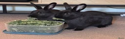 Mixed Breed rabbits for sale: 2 gorgeous rabbits  in Warrington - Advert 2