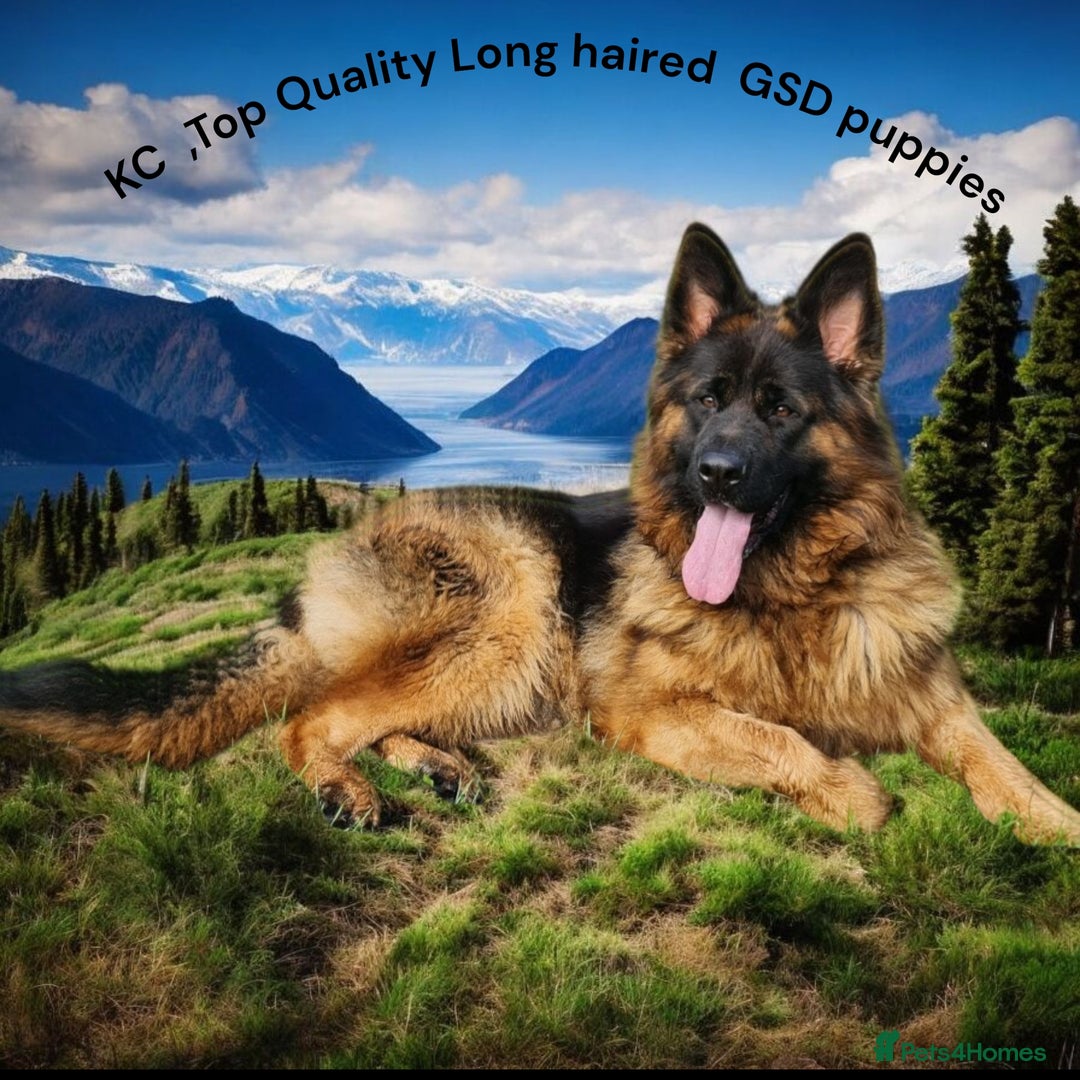 German Shepherd dogs for sale: KC, Top Quality Long Hair GSD Puppies  - Advert 9