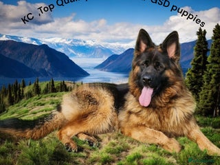 German Shepherd dogs KC, Top Quality Long Hair GSD Puppies - Advert 1