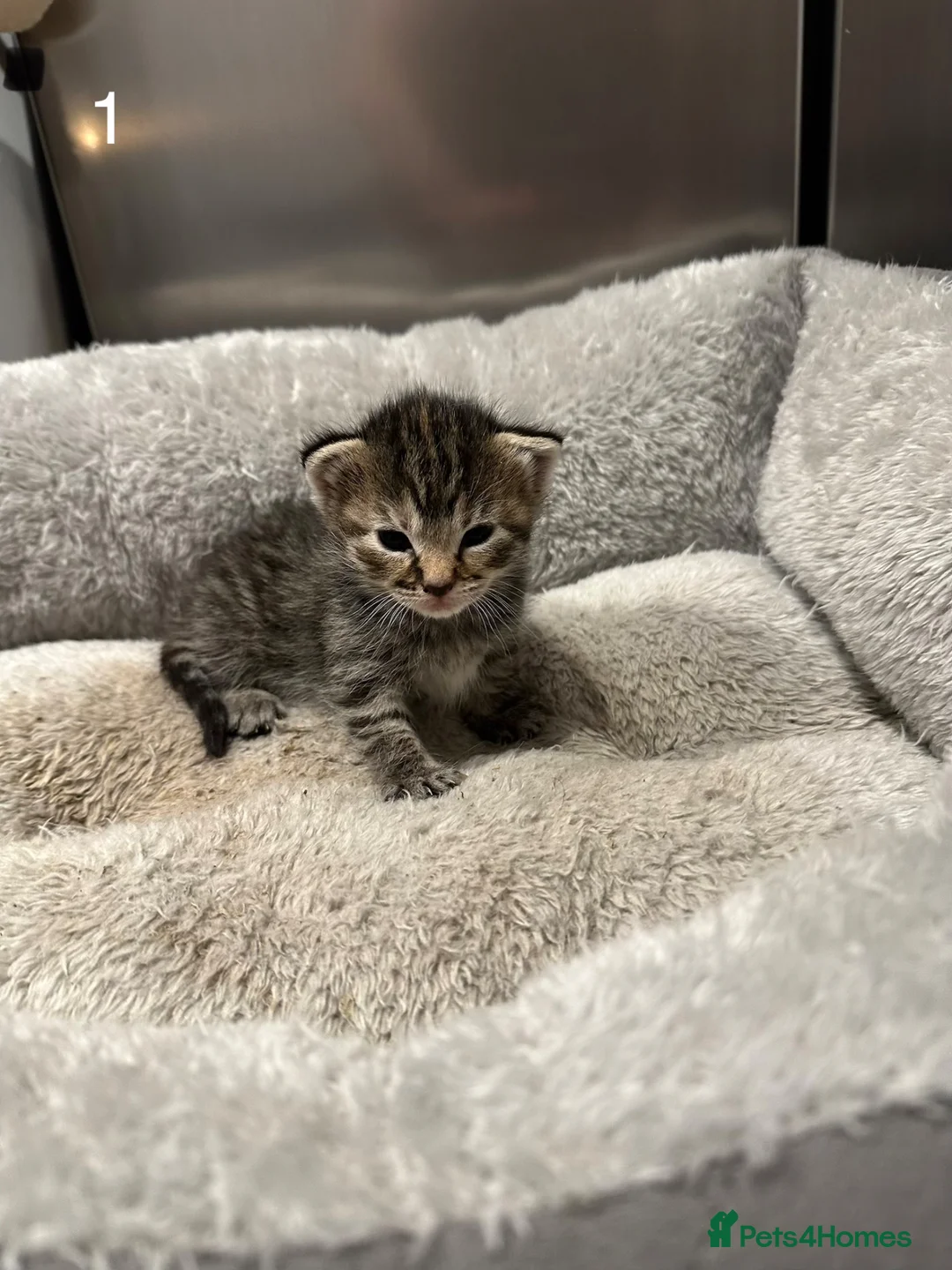 Domestic Shorthair cats for sale: Kittens for sale  - Advert 2