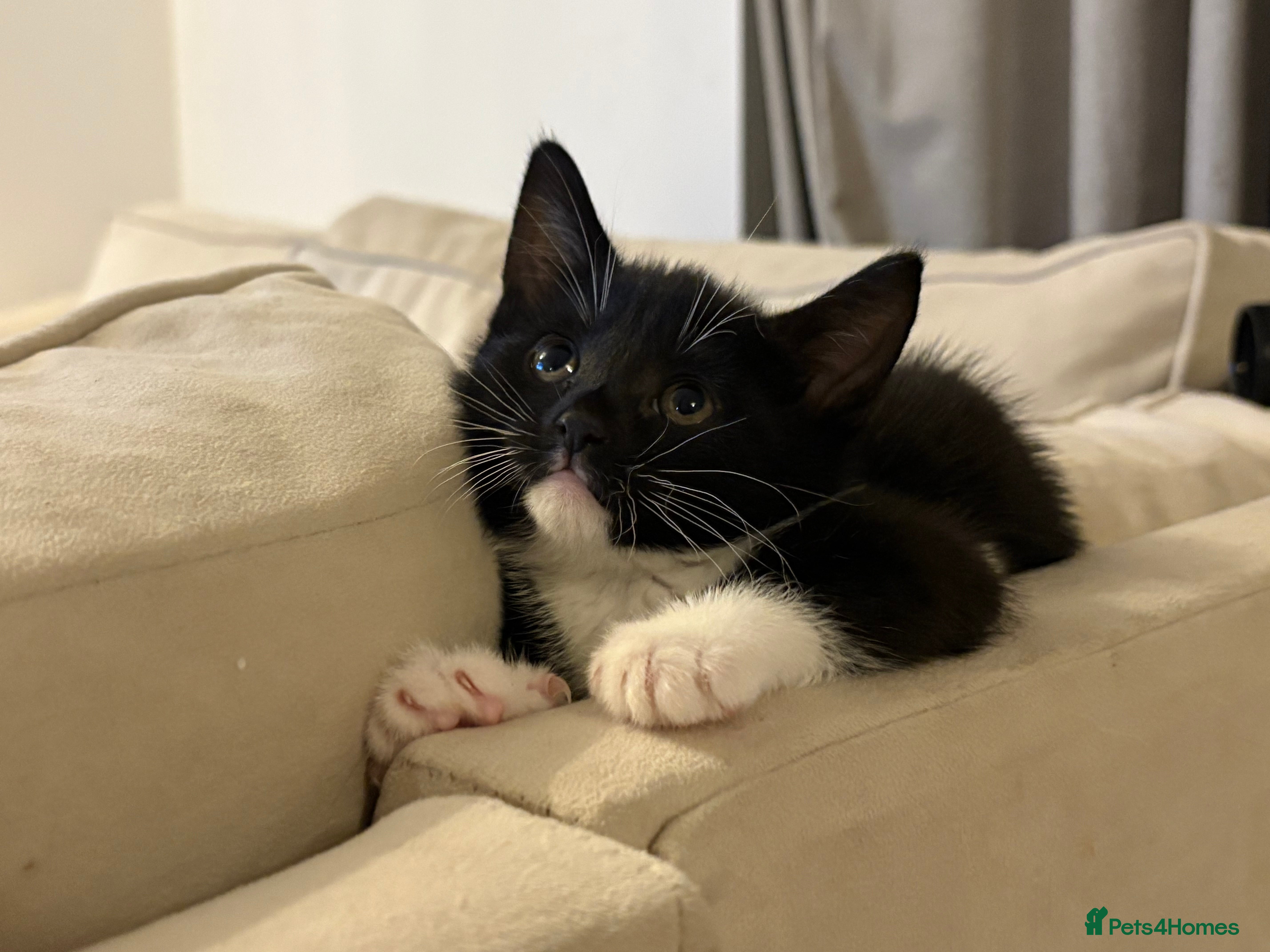 British Shorthair cats Beautiful Tuxedo kittens  - Advert 5