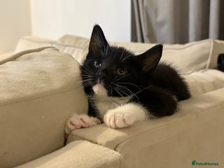 British Shorthair cats Beautiful Tuxedo kittens - Advert 16