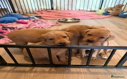 Labrador Retriever dogs for sale: Fox red KC reg labrador puppies - Image 1