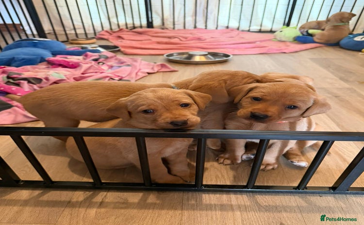 Labrador Retriever dogs - Advert 5
