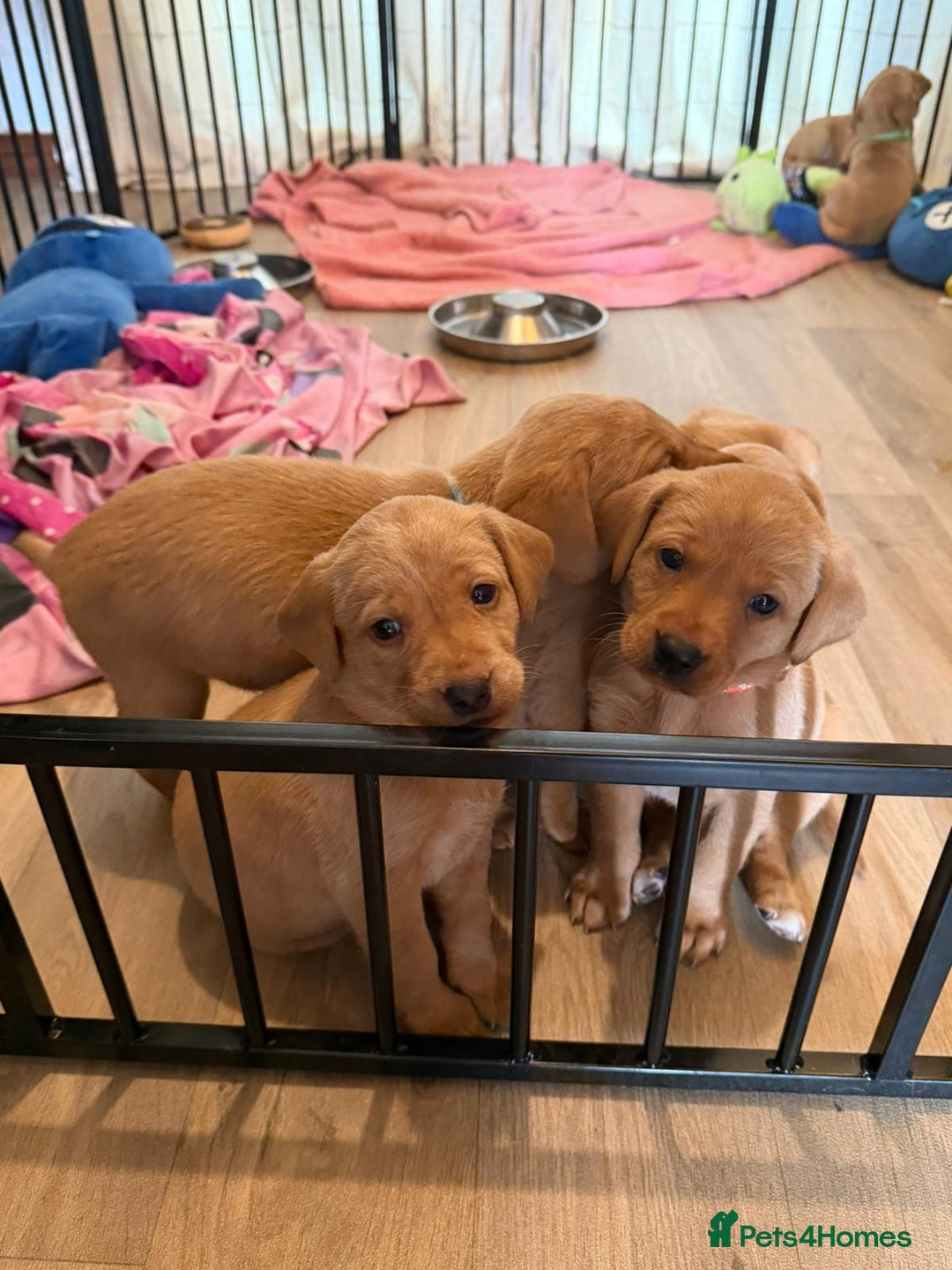 Labrador Retriever dogs for sale: Fox red KC reg labrador puppies - Image 1