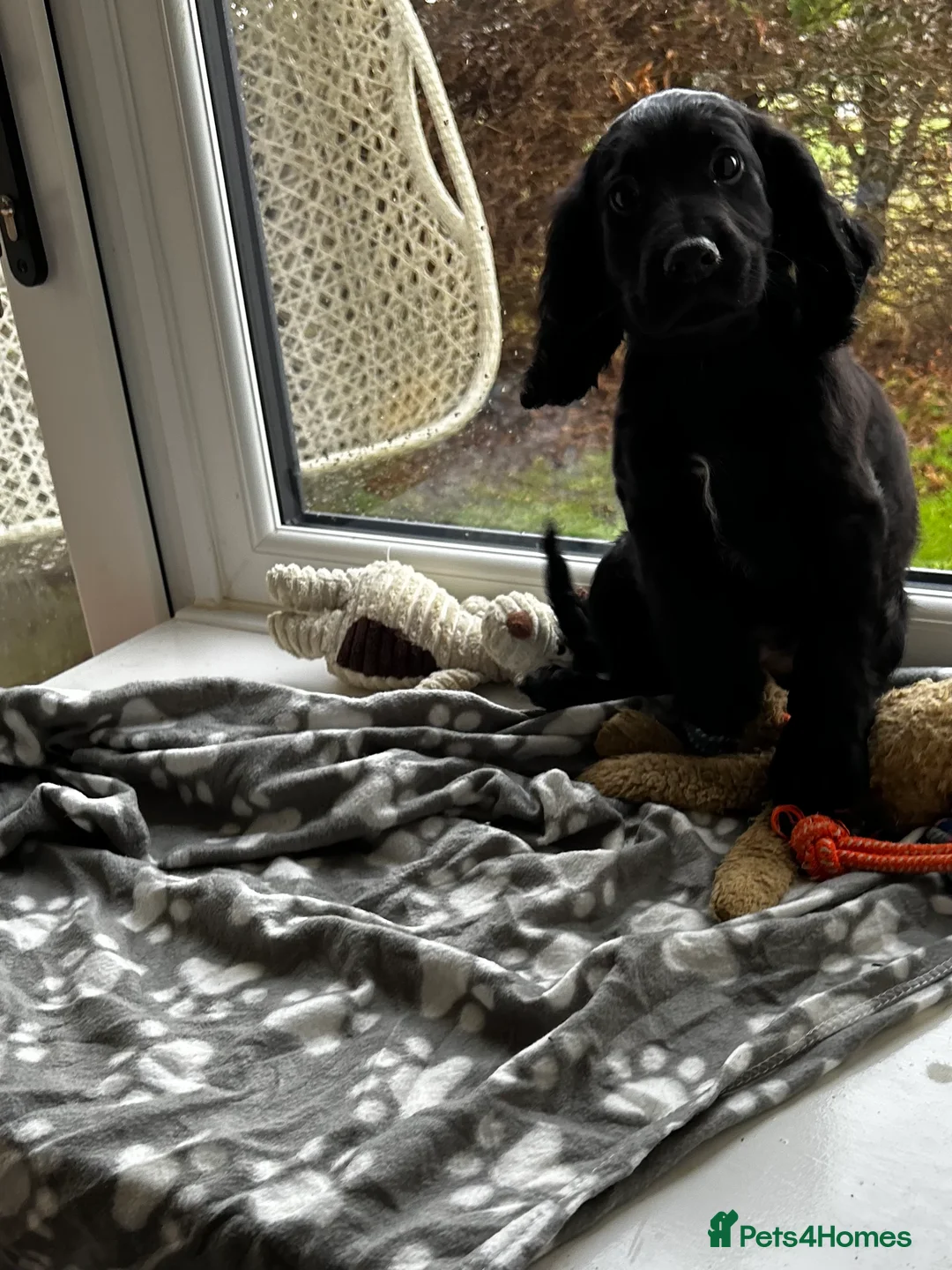 Cocker Spaniel dogs for sale: ✨ Cuddles Await from our Cocker Spaniel Pups  - Advert 7