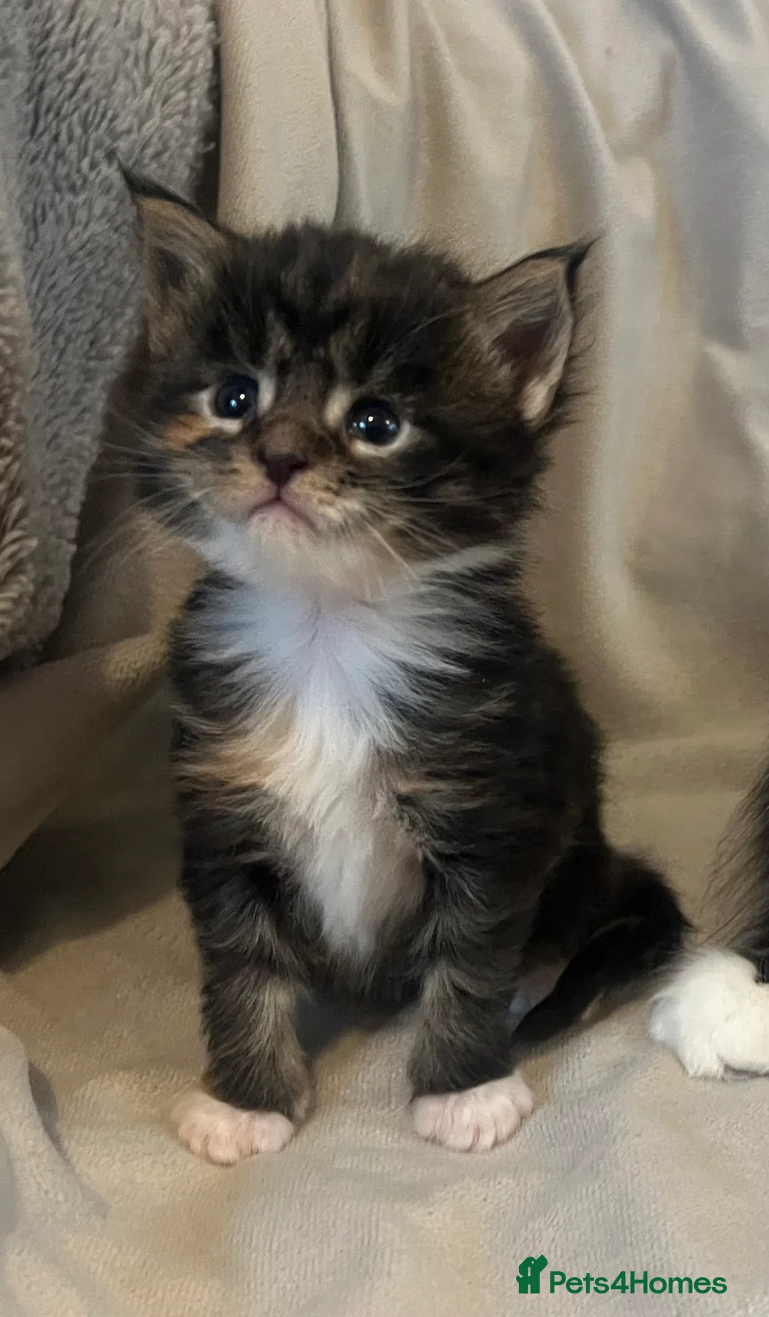 Maine Coon cats for sale: Beautiful and healthy litter of Maine coon kittens - Advert 31