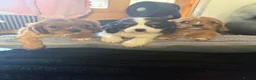 Cavalier King Charles Spaniel dogs for sale: 💙Ready now Kc dna clear cavalier pupies 💙 - Advert 27