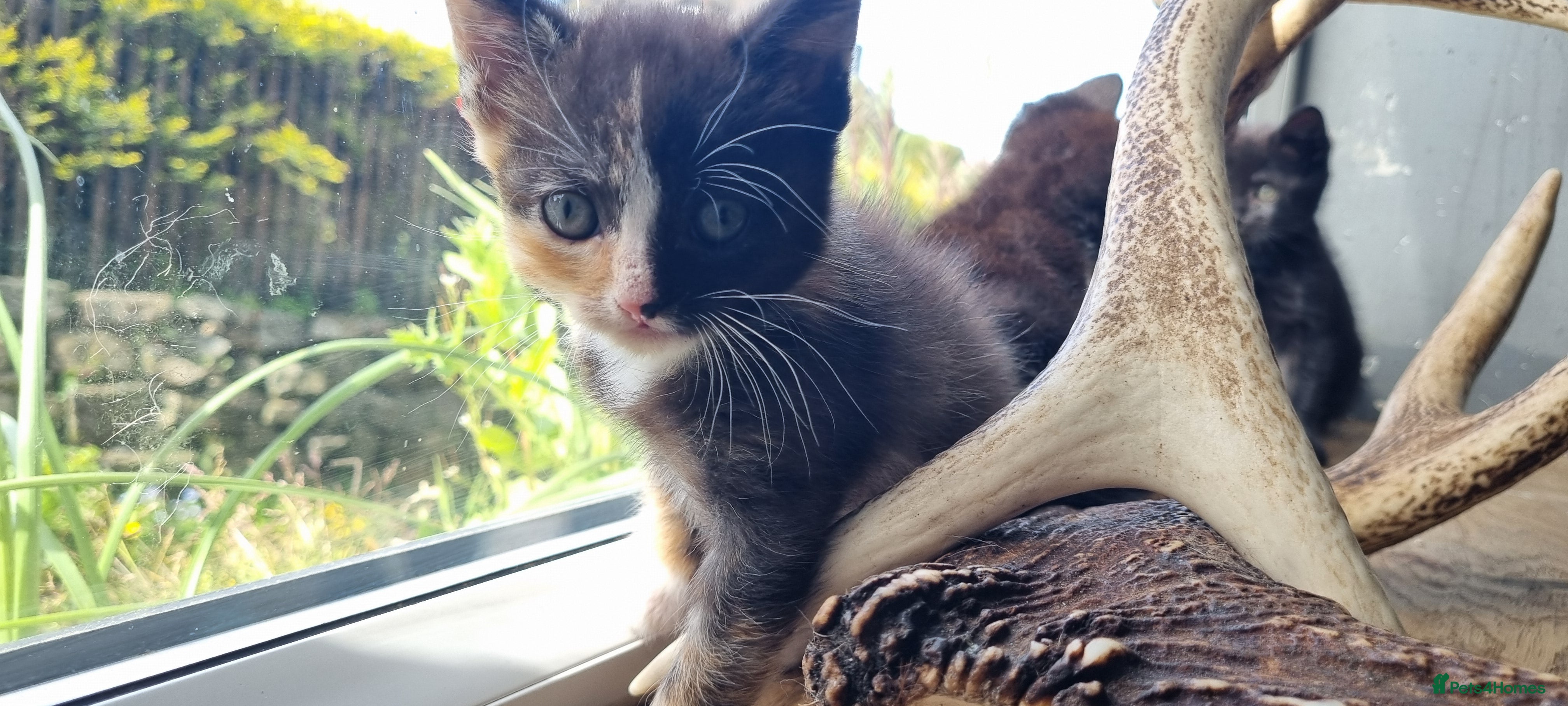 Mixed Breed cats Maine coon x kittens - Advert 1