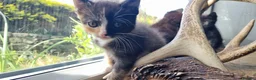 Mixed Breed cats for sale: Maine coon x kittens - Advert 2