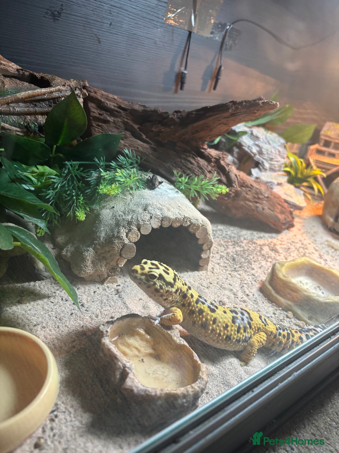 Gecko reptiles for sale: 🦎 Leopard Gecko  - Advert 6