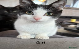Mixed Breed cats for sale: 7 kittens for sale  - Image 7