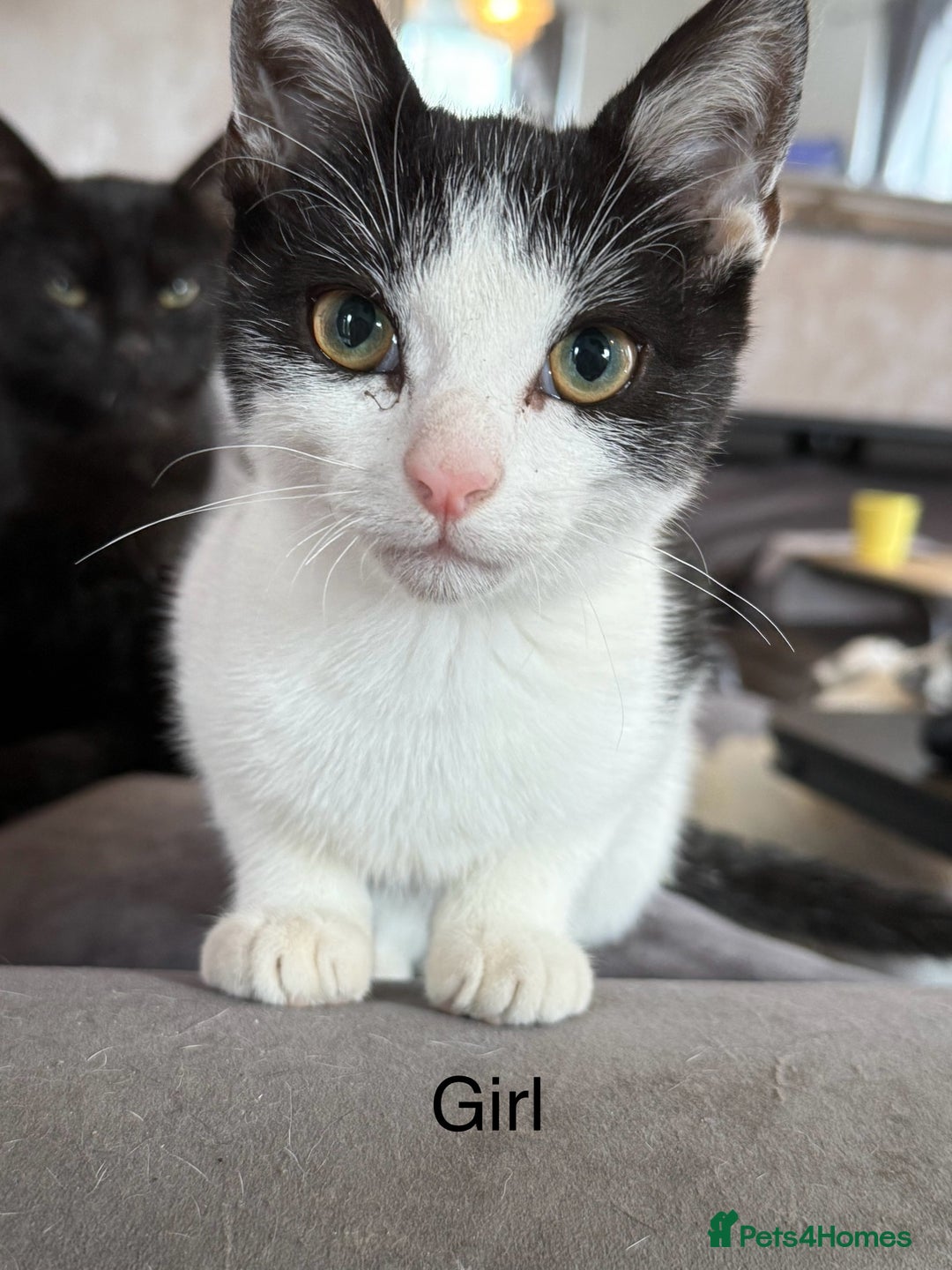 Mixed Breed cats for sale: 7 kittens for sale  - Image 7