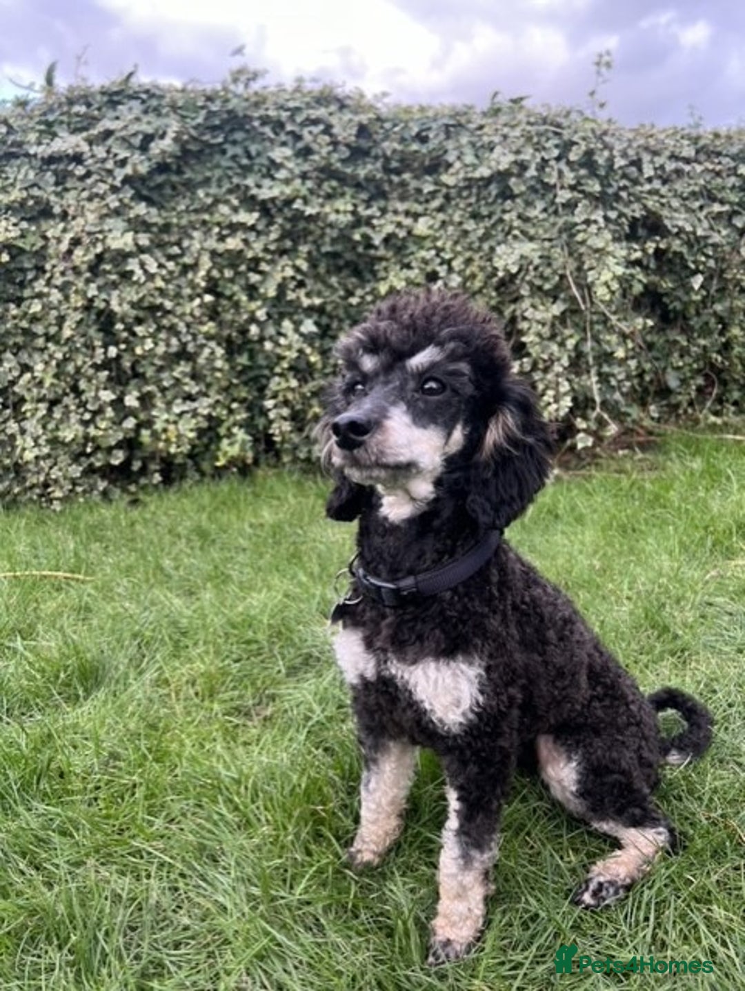 Toy Poodle dogs for stud: Phantom Toy Poodle KC registered North East Stud in Whitley Bay - Advert 6