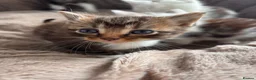 Mixed Breed cats for sale: Beautiful part Maine coon kittens  - Advert 14