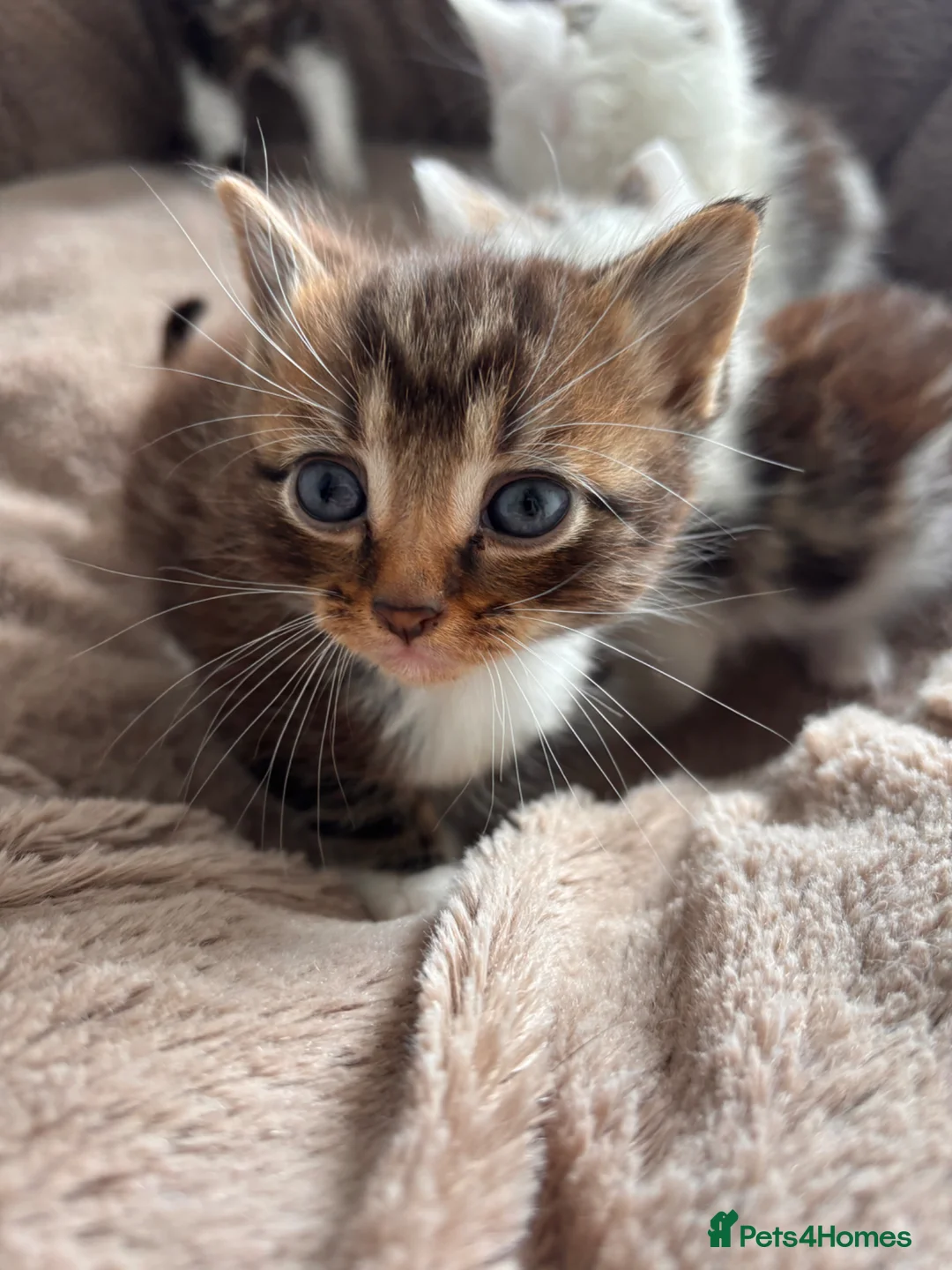 Mixed Breed cats for sale: Beautiful part Maine coon kittens  - Advert 14