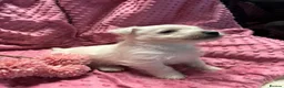 West Highland Terrier dogs for sale: West highland puppies KC registered  - Advert 4
