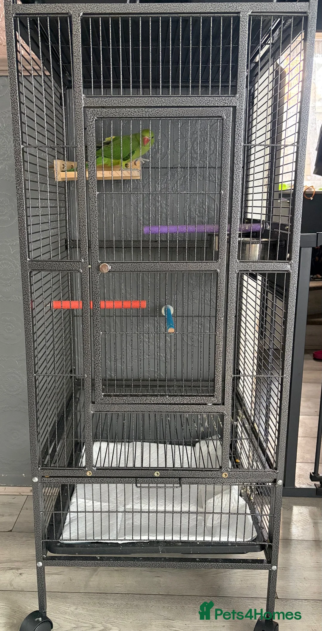 Ringnecks birds for sale: Baby Indian ringneck  - Advert 3
