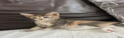 Turkish Angora cats for sale: Beautiful Kittens  - Advert 12